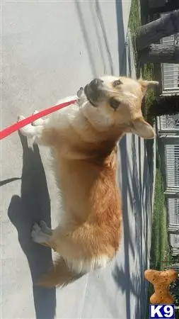 Pembroke Welsh Corgi stud dog